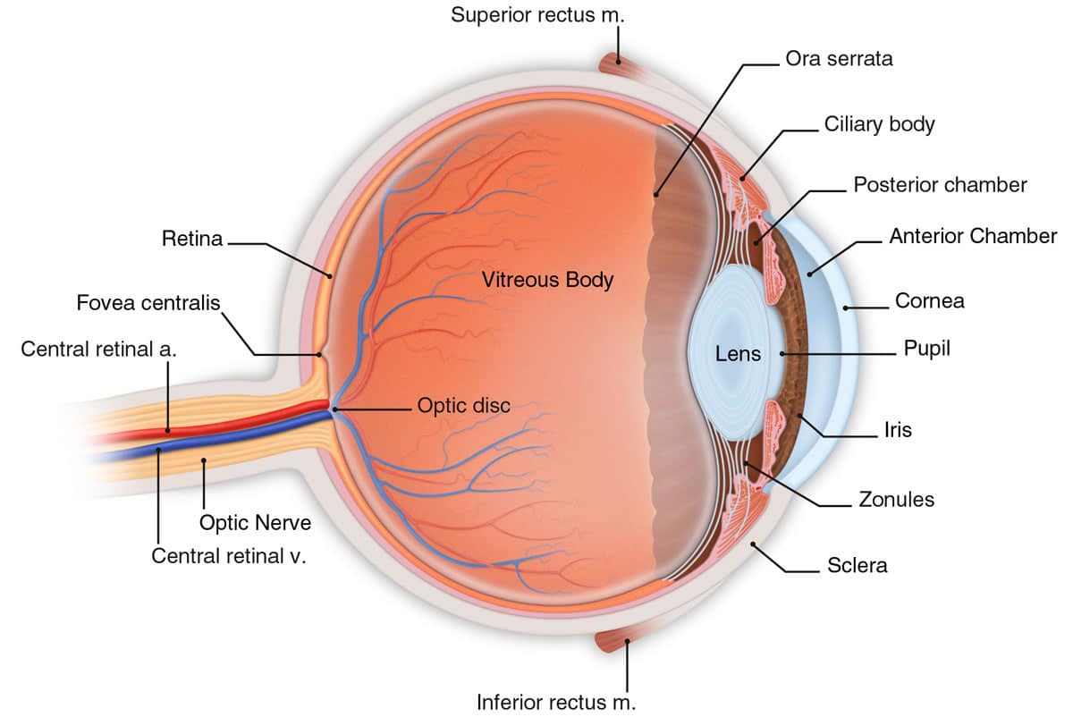 A medical concept image of the inside of a human eyeball